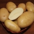 Mocny ziemniak